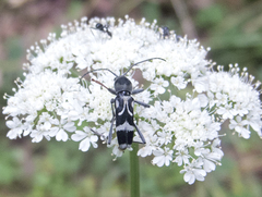 Chlorophorus figuratus