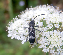 Chlorophorus figuratus