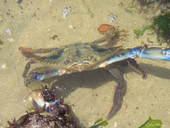 Callinectes marginatus