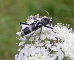 Chlorophorus figuratus