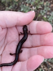 Plethodon cinereus