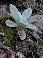 Pseudognaphalium adnatum