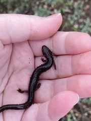 Plethodon cinereus