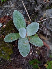 Pseudognaphalium adnatum