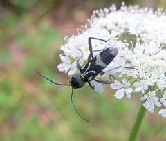 Chlorophorus figuratus