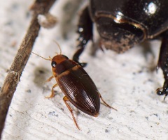 Copelatus caelatipennis