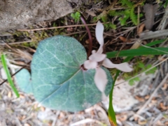 Cyclamen balearicum