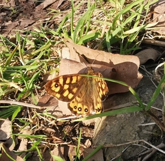 Pararge aegeria