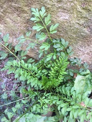 Cardamine impatiens