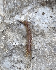 Lithobiidae