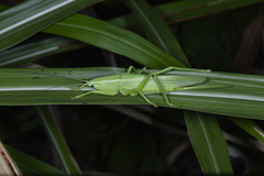 Pseudorhynchus crassiceps