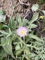 Centaurea pullata