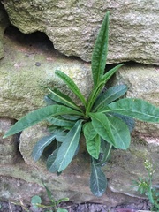 Magnoliopsida
