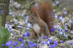 Sciurus vulgaris