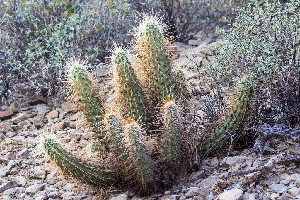 Echinocereus nicholii, Organ Pipe Cactus National Monument, Lukeville, AZ, US