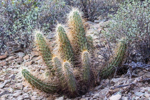 Echinocereus nicholii