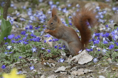Sciurus vulgaris