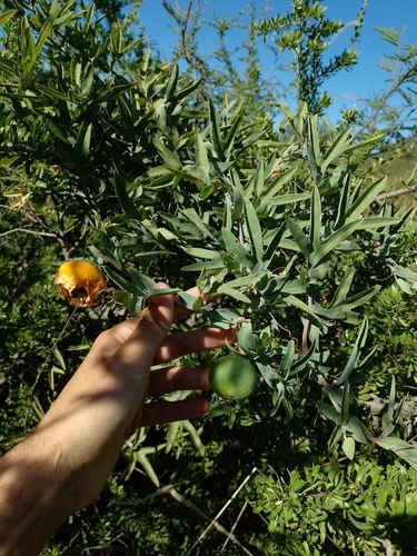 Passiflora mooreana