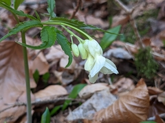 Cardamine kitaibelii