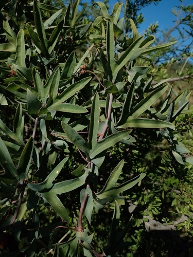 Passiflora mooreana, photograph 1