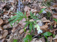 Cardamine kitaibelii