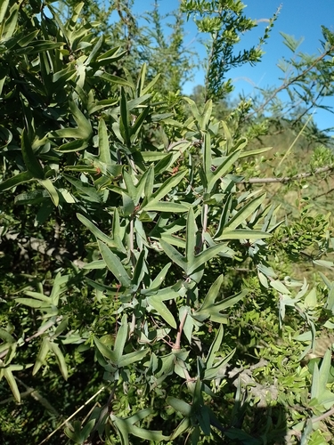 Passiflora mooreana, photograph 2