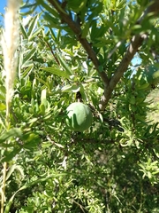 Passiflora mooreana, photograph Tomás Carranza Perales, CC BY, iNaturalist via GBIF
