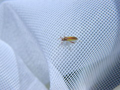 Creontiades rubrinervis