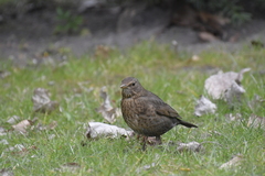 Turdus merula