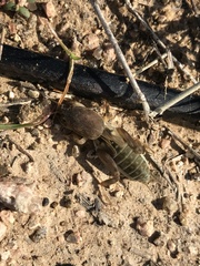 Neoscapteriscus borellii