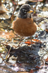 Turdus migratorius