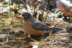 Turdus migratorius