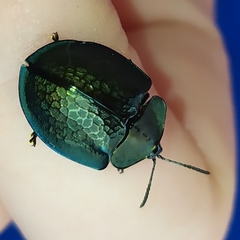 Cyrtonota thalassina