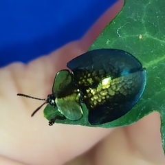 Cyrtonota thalassina