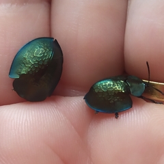 Cyrtonota thalassina