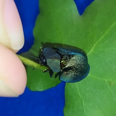 Cyrtonota thalassina
