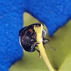 Cyrtonota thalassina