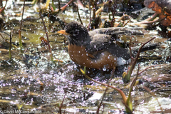 Turdus migratorius