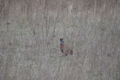 Phasianus colchicus