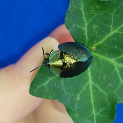 Cyrtonota thalassina