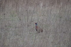Phasianus colchicus