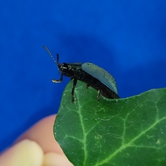Cyrtonota thalassina