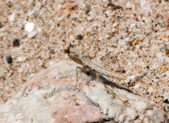 Litaneutria pacifica