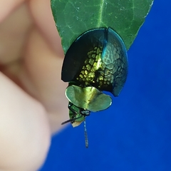 Cyrtonota thalassina