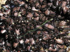 Eulalia clavigera