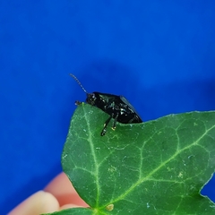 Cyrtonota thalassina
