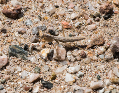 Litaneutria pacifica