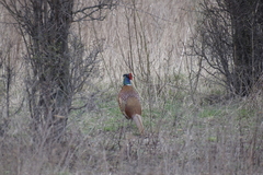Phasianus colchicus