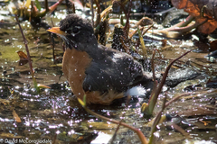 Turdus migratorius