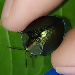 Cyrtonota thalassina